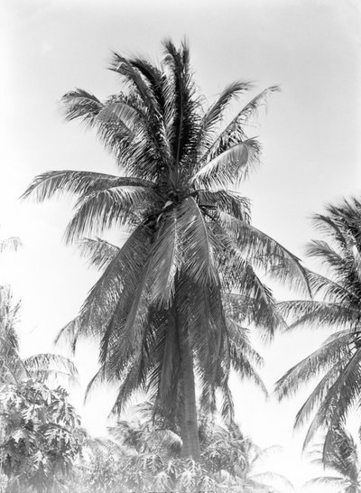 Palmera, 1925 de Tina Modotti